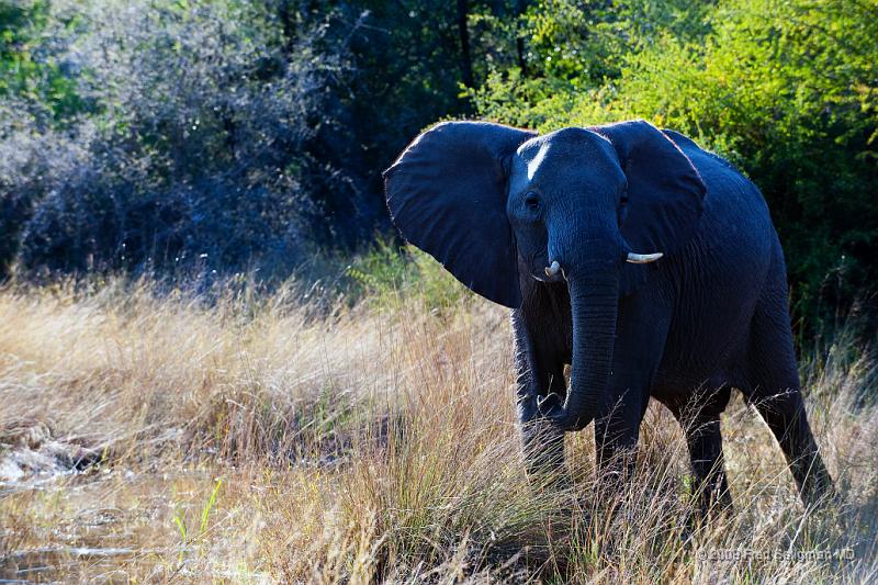 20090614_090553 D3 X1.jpg - Following large herds in Okavango Delta